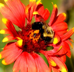 Bumblebee on Blanket Flower photo