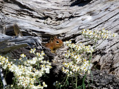 Ground Squirrel at Mt. St. Helens NM in WA photo