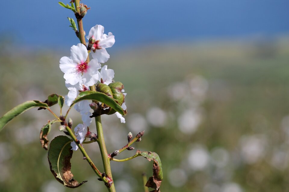 Bloom white nature