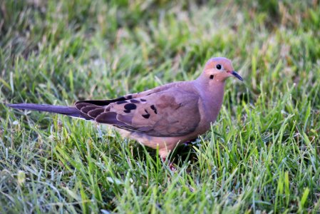 Mourning dove photo