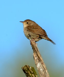 House Wren in DeWitt, MI