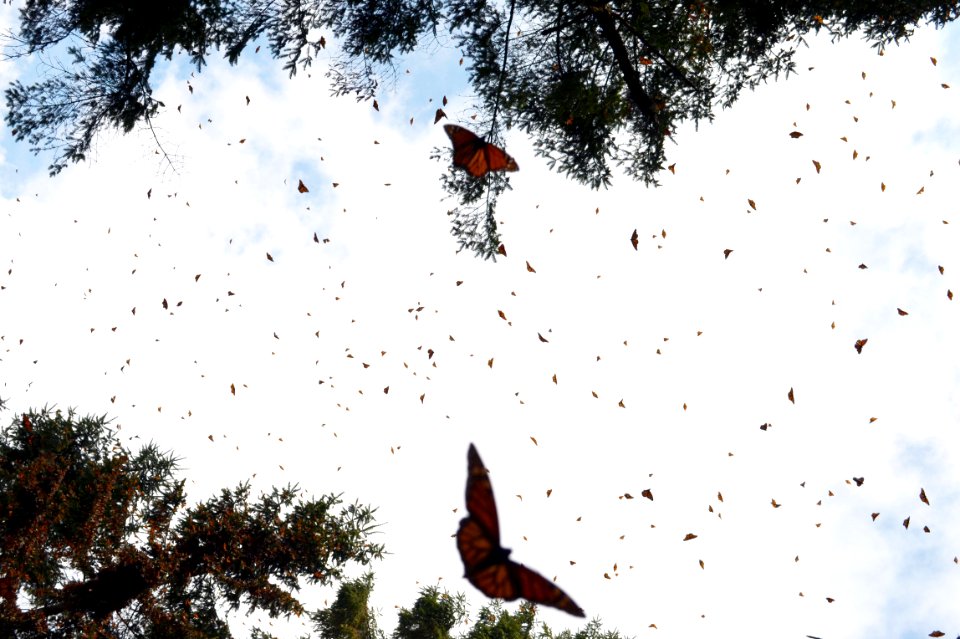 Monarchs in Mexico