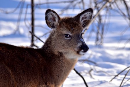 Young white-tailed deer photo