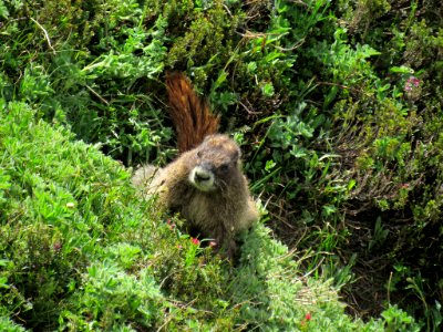 Marmot on Skyline Trail at Mt. Rainier NP in WA