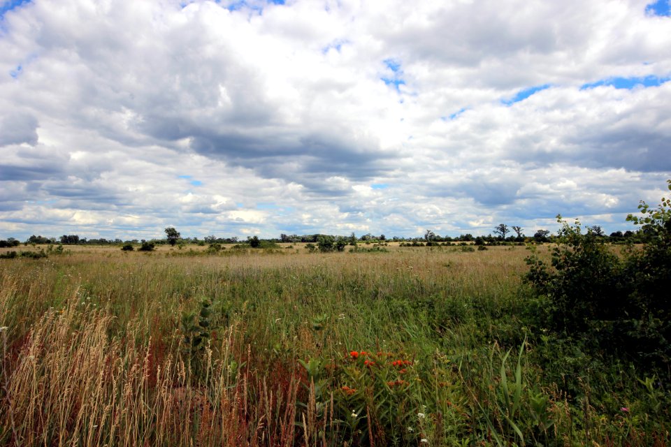 Milkweed at Sherburne National Wildlife Refuge