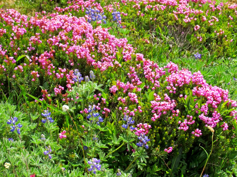 Wildflowers on Skyline Trail at Mt. Rainier NP in WA