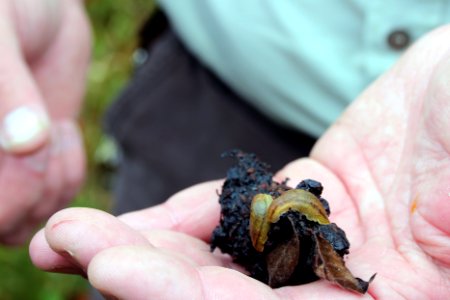 Slugs on bear scat