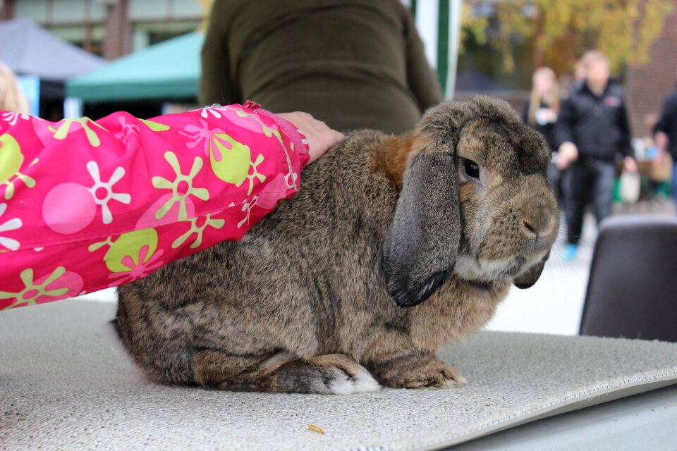 Rabbit expensive market