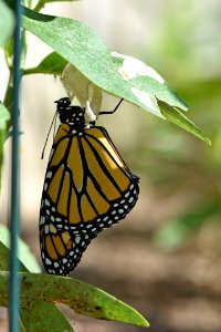 First day as a monarch butterfly photo