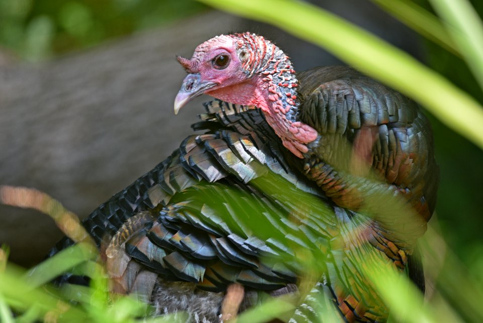 Wild Turkey photo