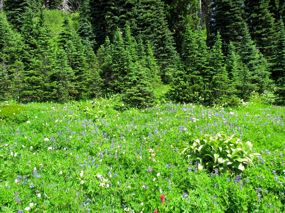Wildflowers on Skyline Trail at Mt. Rainier NP in WA