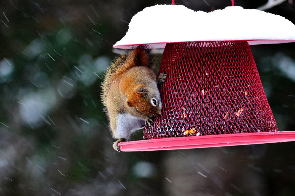 Red Squirrel photo