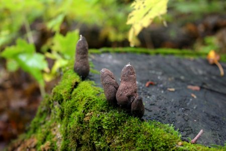 Dead man's fingers fungi