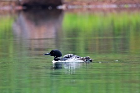 Common Loon photo