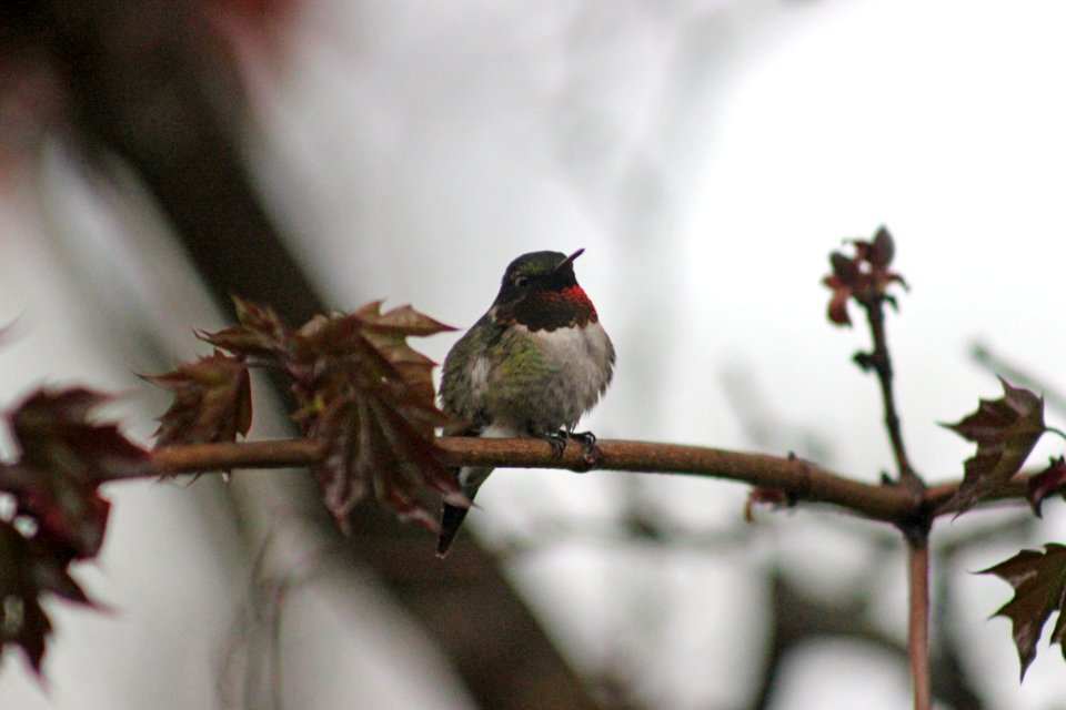 Ruby-throated Hummingbird photo