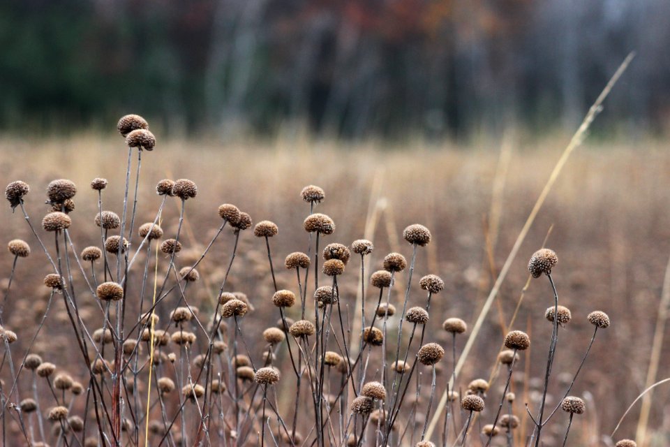 Wild Bergamot Seed Heads