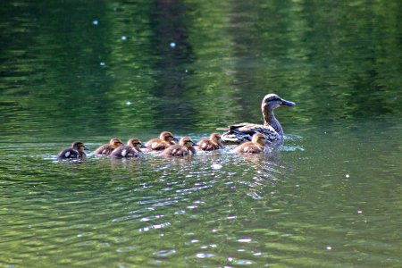Mother Mallard and Ducklings photo