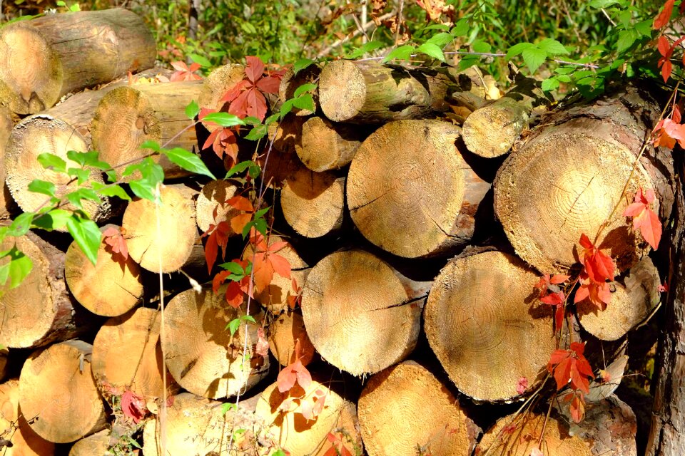 Autumn colors brown fire brown camping