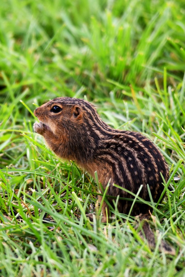 Thirteen-lined Ground Squirrel