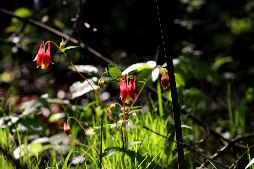 Blooming Columbine