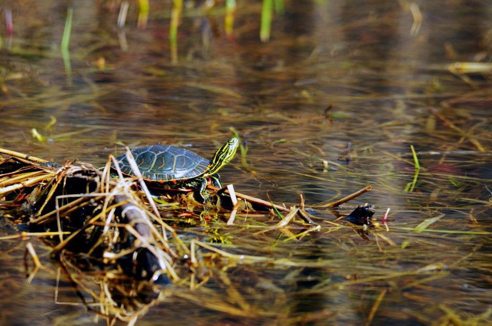 Western Painted Turtle Sunning