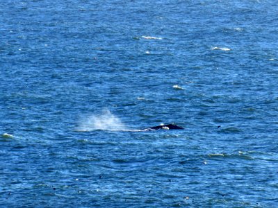 Whale at Yaquina Head Natural Area in OR