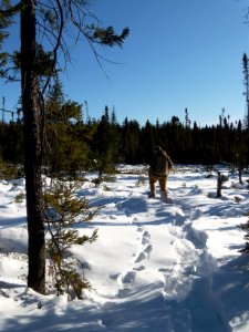 February 2010 Lynx Tracking
