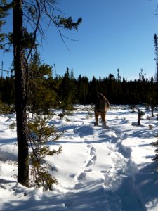 February 2010 Lynx Tracking photo