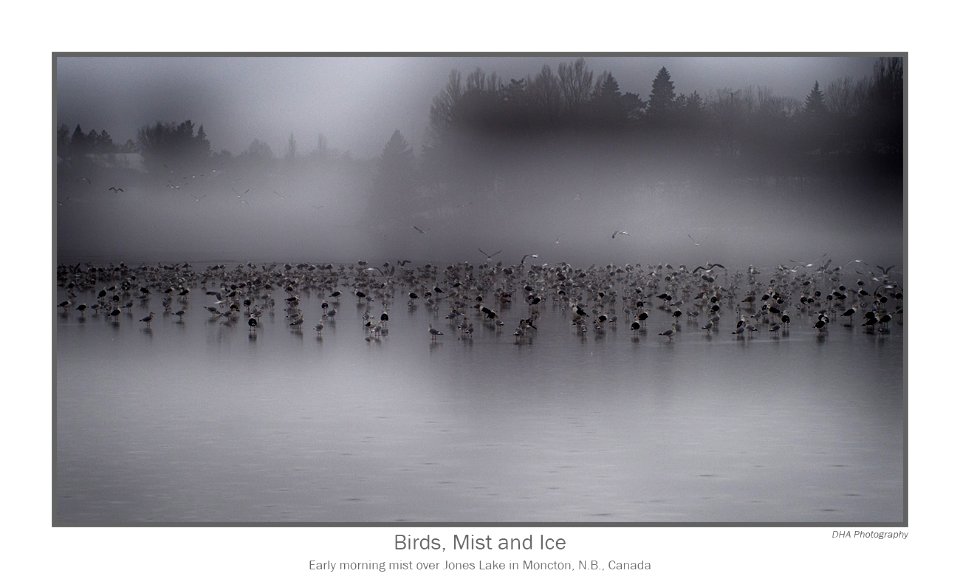 Birds, Mist and Thin Ice