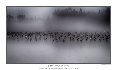 Birds, Mist and Thin Ice