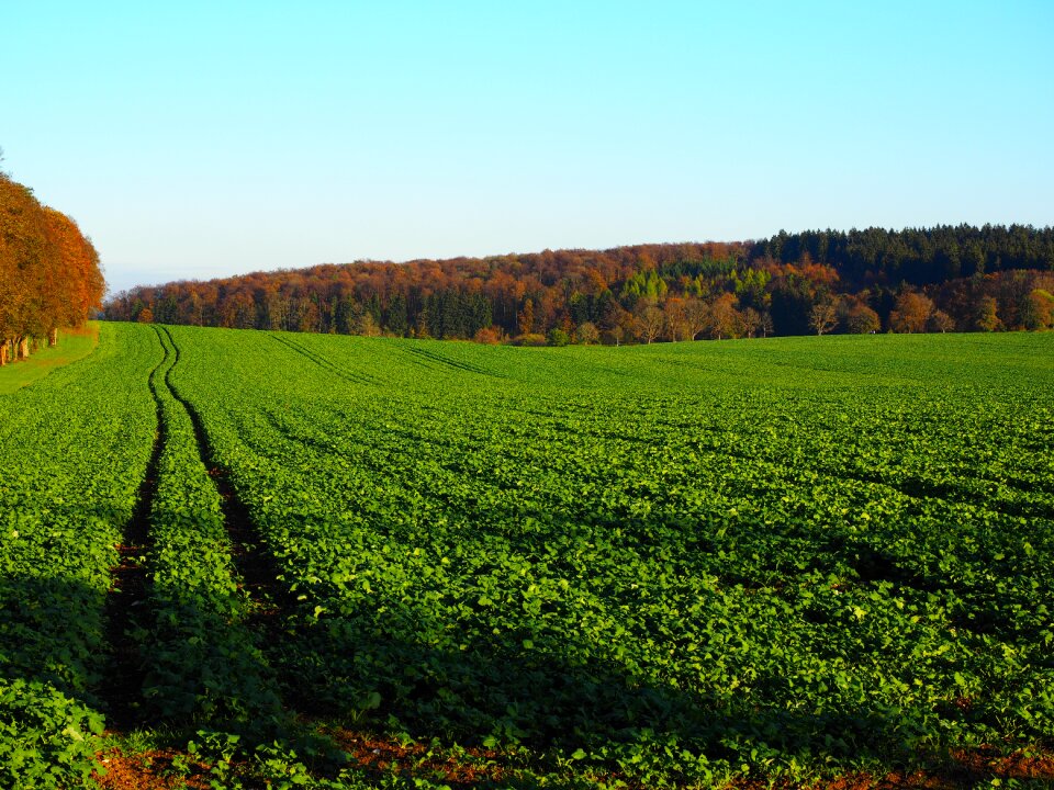 Green manure oilseed rape brassica napus