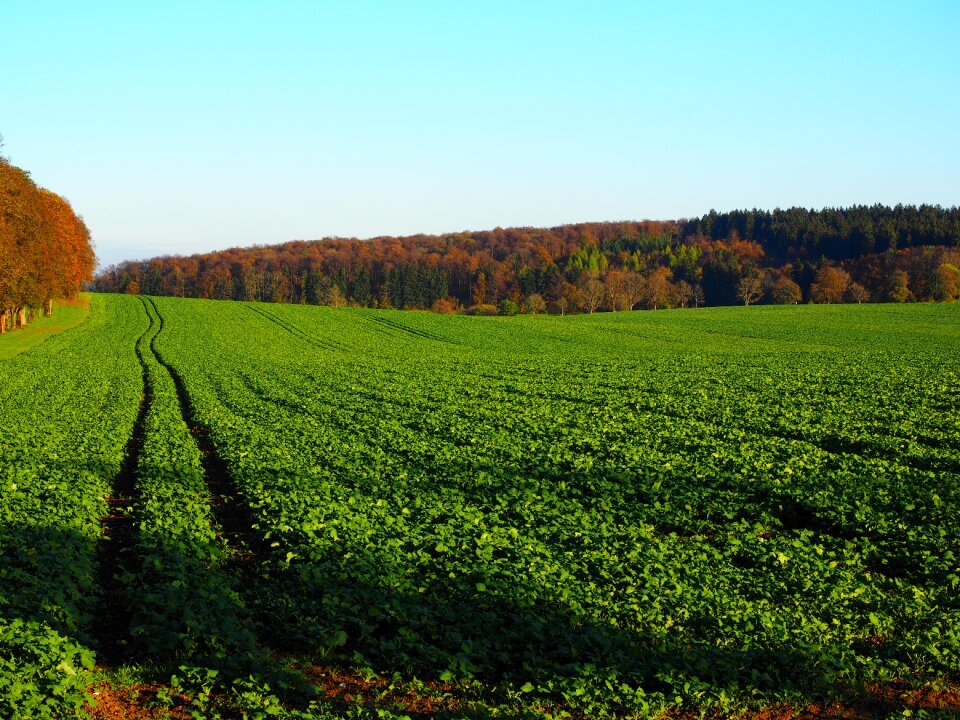 Green manure oilseed rape brassica napus photo