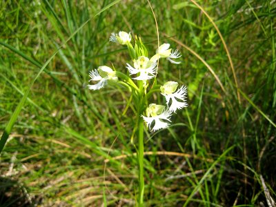 Eastern Prairie Fringed Orchid photo