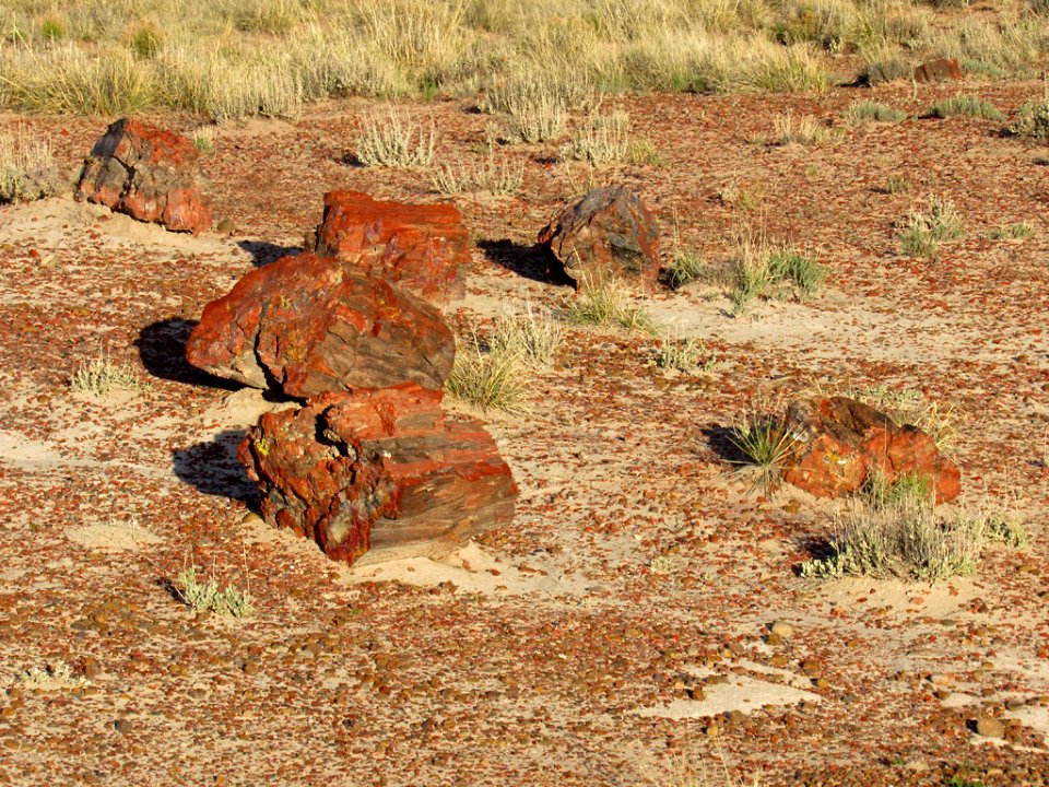 Crystal Forest at Petrified Forest NP in Arizona