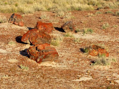 Crystal Forest at Petrified Forest NP in Arizona