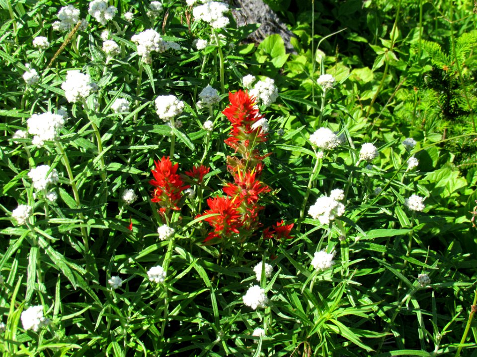 Wildflowers on Skyline Trail at Mt. Rainier NP in WA