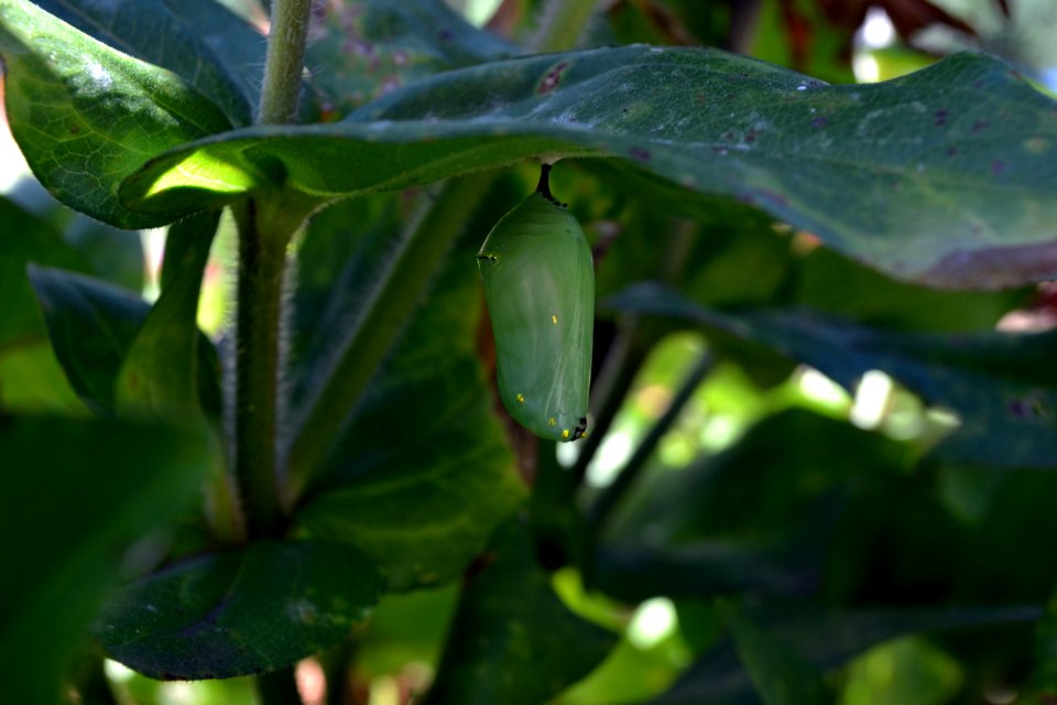 Monarch Chrysalis on Zinnia
