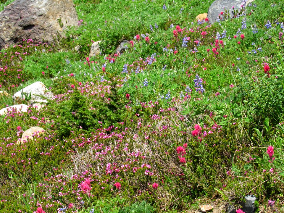 Wildflowers on Skyline Trail at Mt. Rainier NP in WA