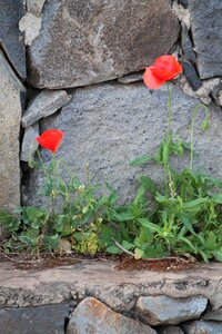 Bloom flower nature photo