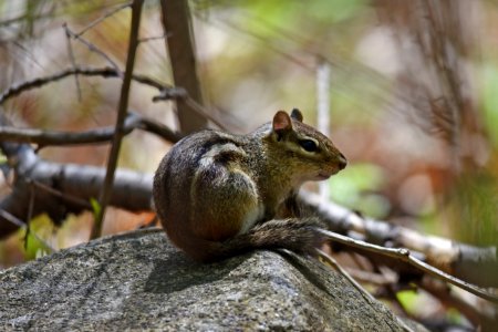 Eastern chipmunk perched on a rock photo