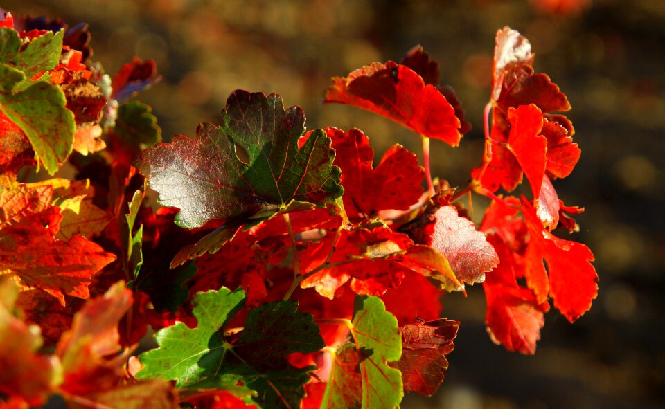 Autumn red green