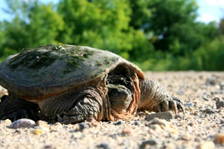 Common Snapping Turtle