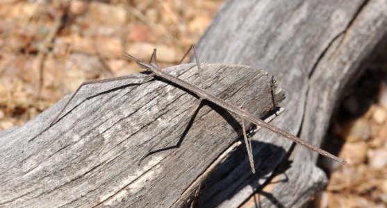 Western Shorthorned Walkingstick, Parabacillus hesperus