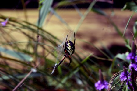 Garden Spider