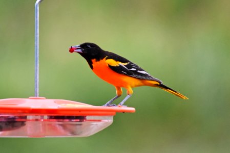 Baltimore oriole photo