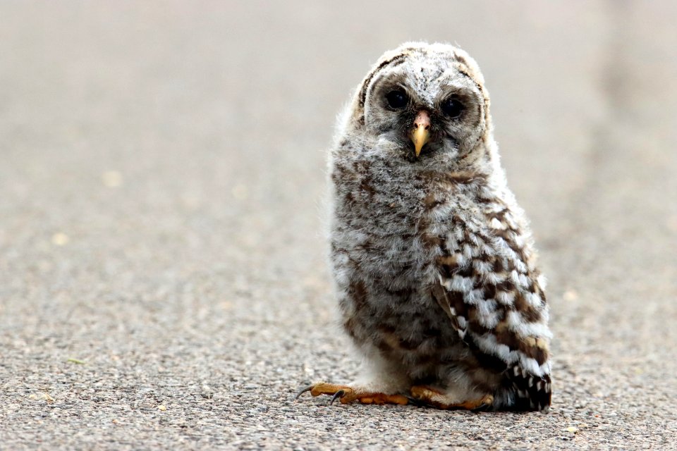Barred owl fledgling