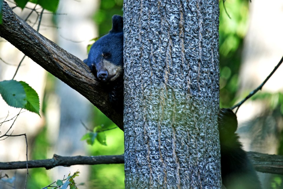 Young Black Bear