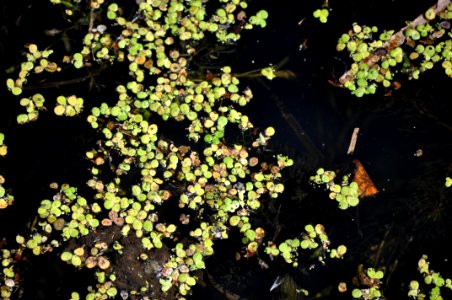 duckweed