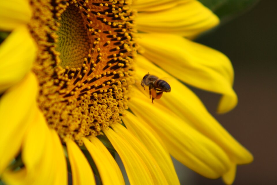 Sun flower bee macro