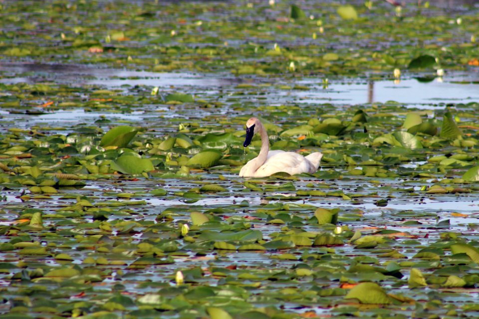 Trumpeter Swan